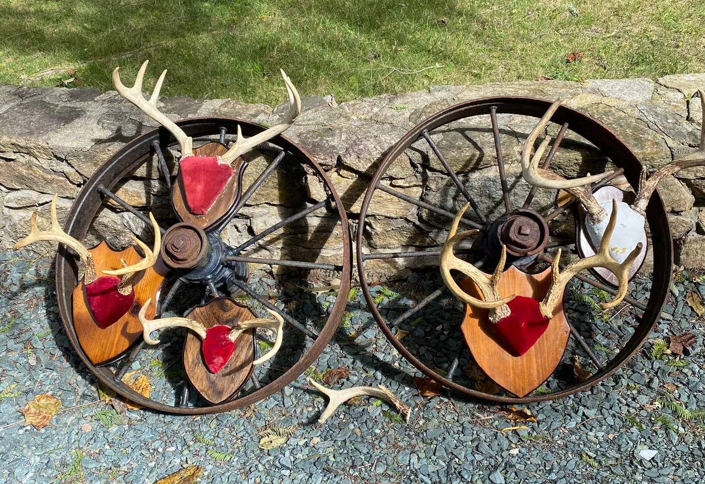 Mounted Deer Antlers
